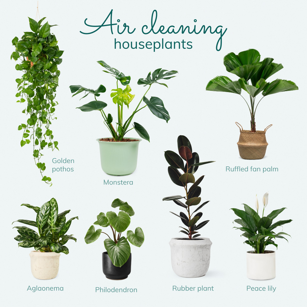 Indoor Air Purifying Plants